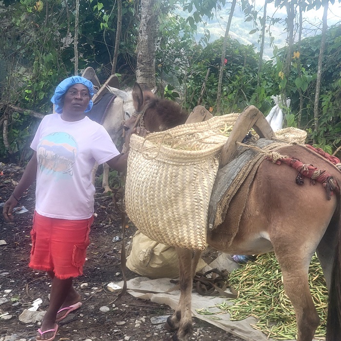 Compra de mulas en apoyo de campesinos